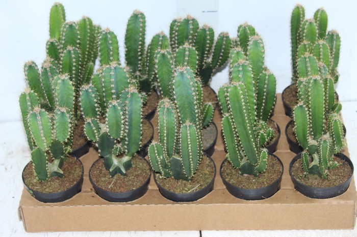 <h4>CACTUS ACANTHOCEREUS TETRAGONUS P09</h4>