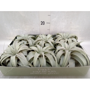 Tillandsia xerographica