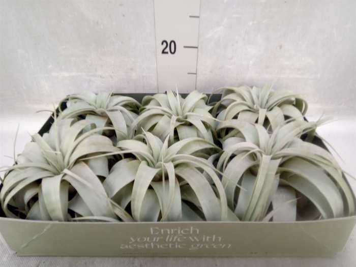 <h4>Tillandsia xerographica</h4>