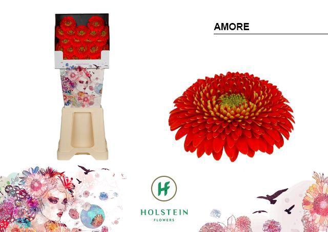 <h4>Germini Pomponi Amore Diamond</h4>