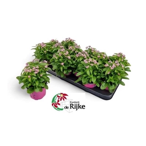 MYOS SY MON AMI PINK