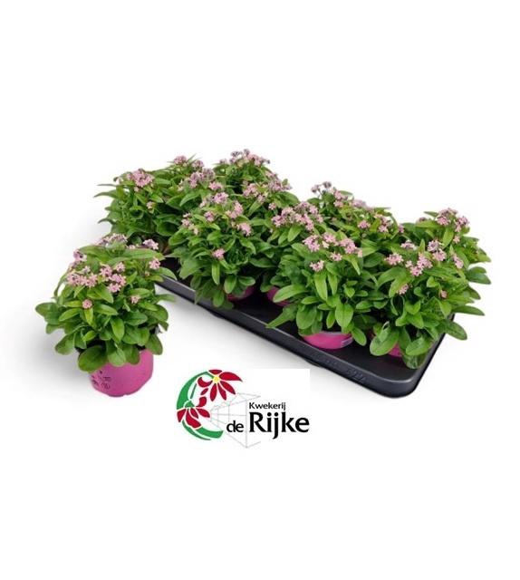 <h4>MYOS SY MON AMI PINK</h4>