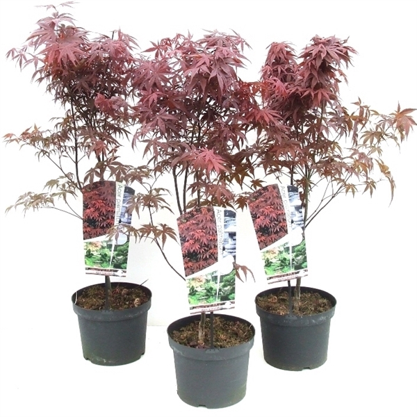 <h4>Acer palmatum 'Bloodgood' P23 Full CC</h4>