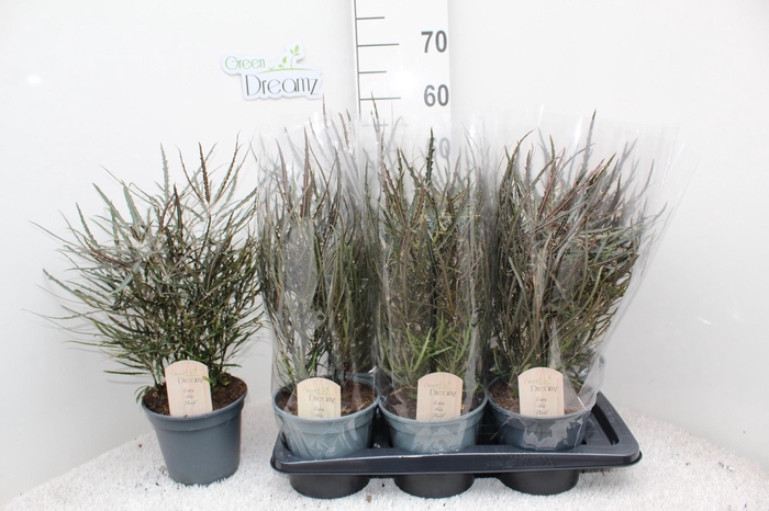 <h4>Fatsia Japonica Spiderweb</h4>