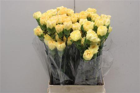 <h4>Di St Golden Gate</h4>