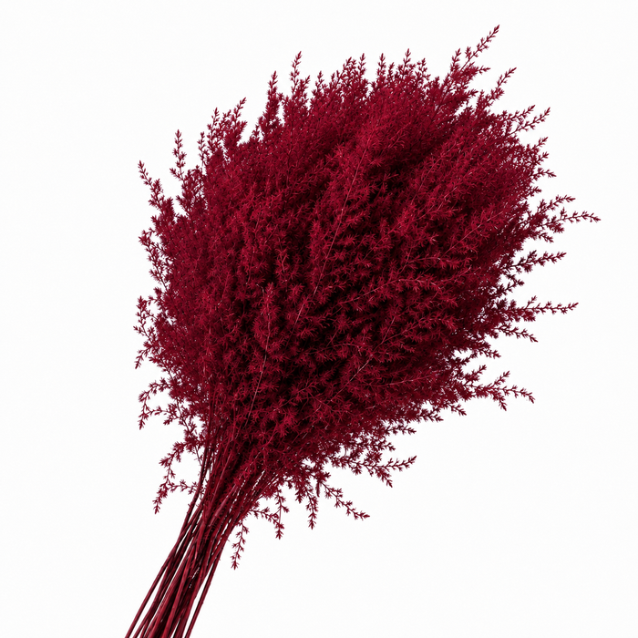 Dried Stipa Feather Red