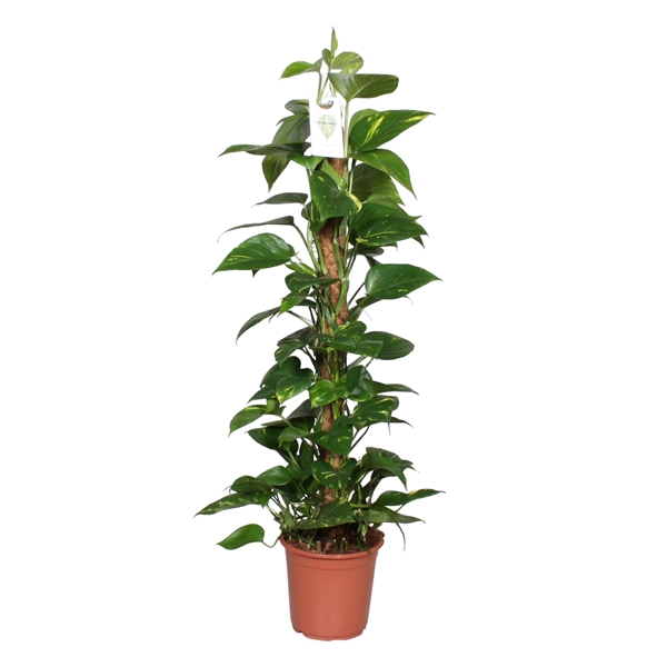 <h4>Epipremnum pinnatum mosstok 100cm Scindapsus</h4>