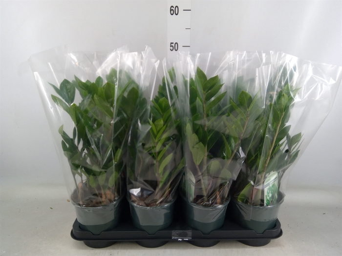 <h4>Zamioculcas zamiifolia</h4>