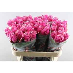 R Gr Majestic Athena L 70