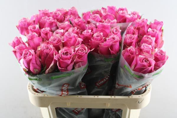 <h4>R Gr Majestic Athena L 70</h4>