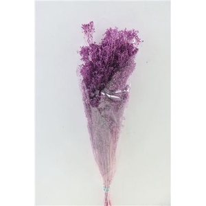 Dried Brooms Milka Bunch