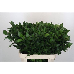 Ruscus Hypophyllum