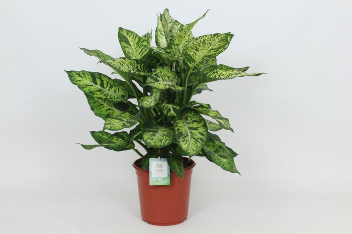 <h4>Purify Dieffenbachia Sublime 24 cm</h4>