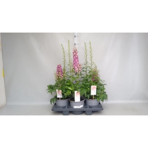 Delphinium   ...
