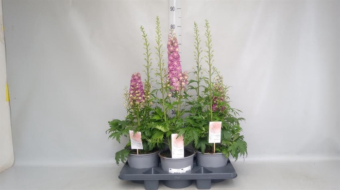 <h4>Delphinium ...</h4>