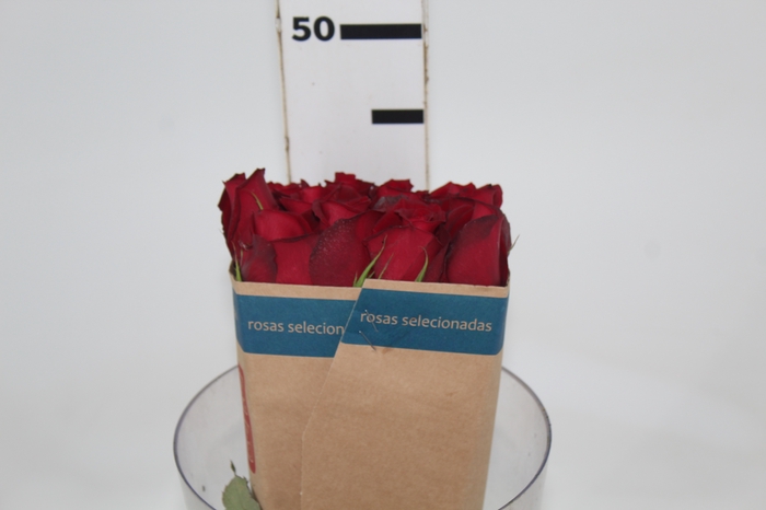 <h4>ROSA SAMOURAI 040 CM ESTUFA</h4>