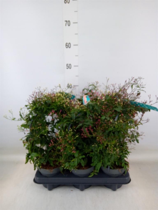 <h4>Jasminum polyanthum</h4>