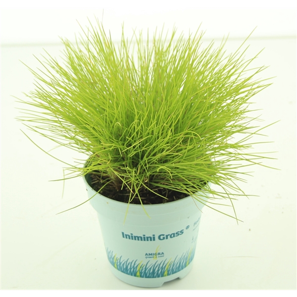 <h4>Festuca glauca AmiGold®</h4>