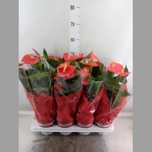 Anthurium andr. 'Esudo'