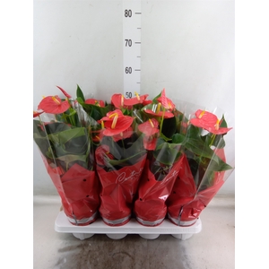 Anthurium andr. 'Esudo'