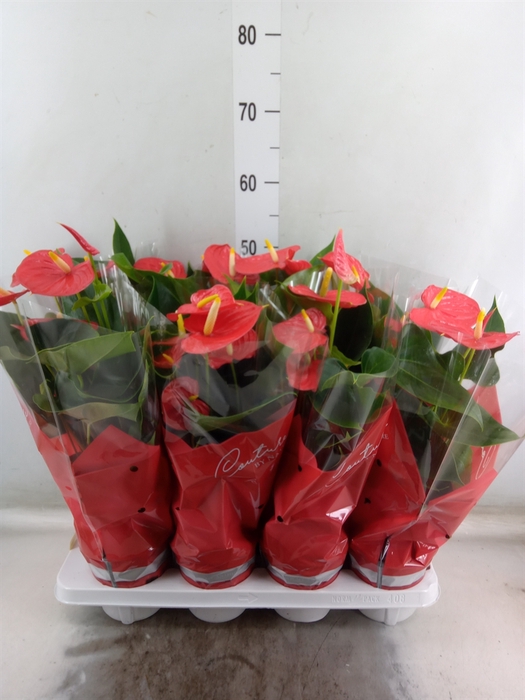 <h4>Anthurium andr. 'Esudo'</h4>