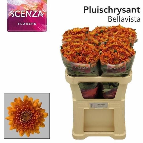 <h4>CHR G BELLAVISTA DC</h4>