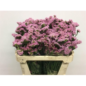Limonium St Light Pink Birds X50