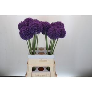 Allium Ambassador