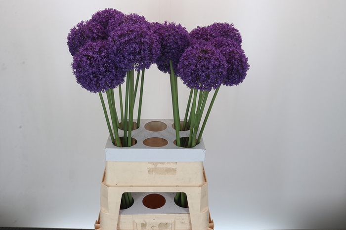 <h4>Allium Ambassador</h4>