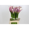 Zantedeschia Eydolls Purple White