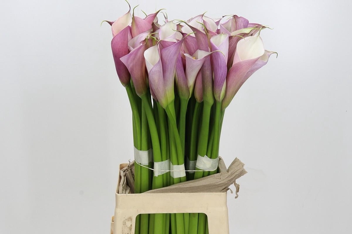 Zantedeschia Eydolls Purple White