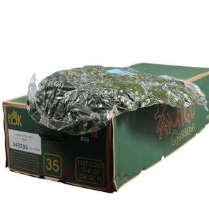 Lederv. Large Vacuum