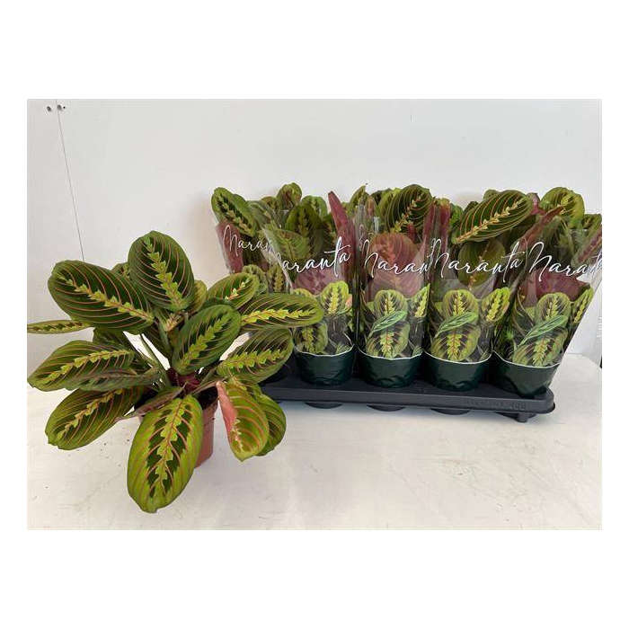 <h4>Maranta leuc. Fascinator 12Ø 35cm</h4>