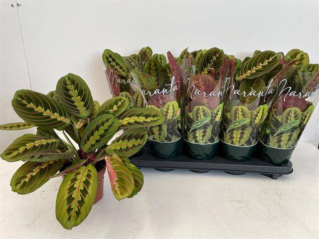 Maranta leuc. Fascinator 12Ø 35cm