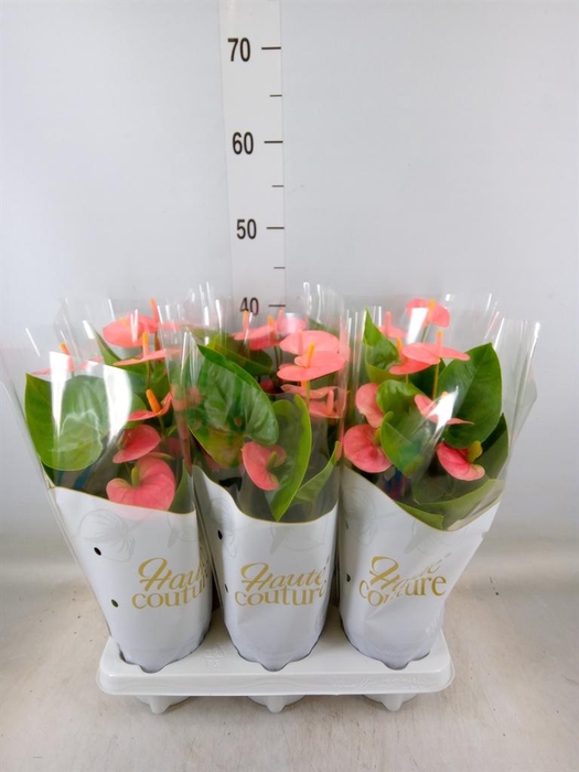 <h4>Anthurium andr. 'Spirit'</h4>