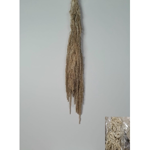 GESTABILISEERD AMARANTHUS (H) CREME