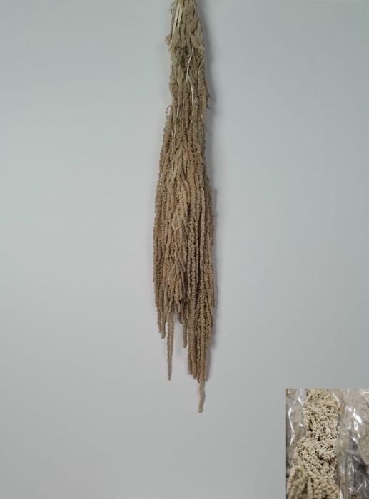 <h4>GESTABILISEERD AMARANTHUS (H) CREME</h4>