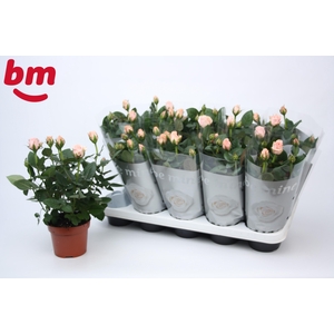 Rosa Light Pink Beau Monde (12 cm)