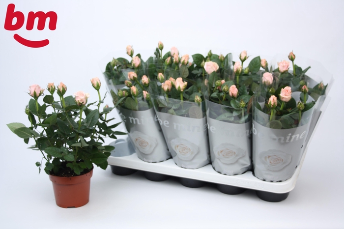 <h4>Rosa Light Pink Beau Monde (12 cm)</h4>