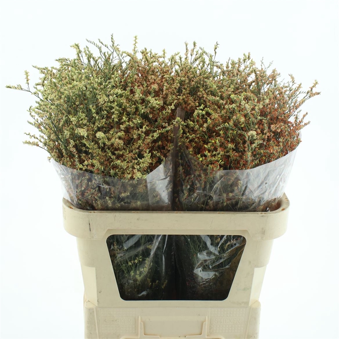 <h4>Limonium Joy Orange</h4>