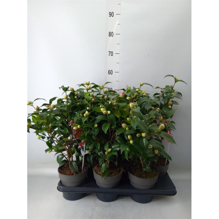 <h4>Camellia reticulata 'Mary Williams'</h4>