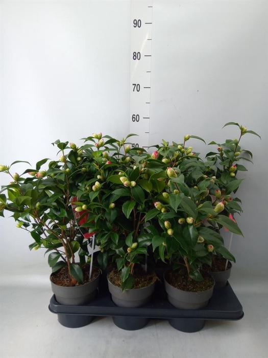 <h4>Camellia reticulata 'Mary Williams'</h4>