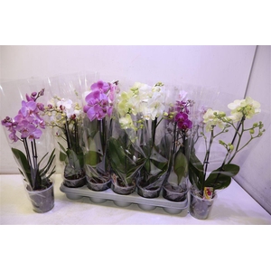 Phal Gem