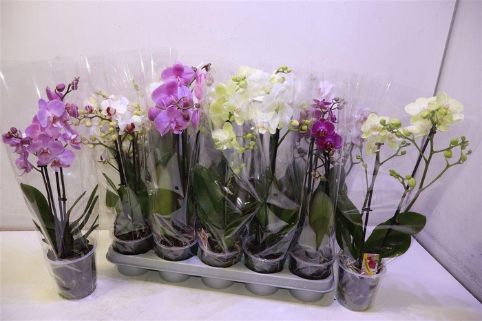 <h4>Phal Gem</h4>
