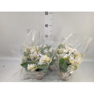 Phalaenopsis multi. 'Ant Nazare'