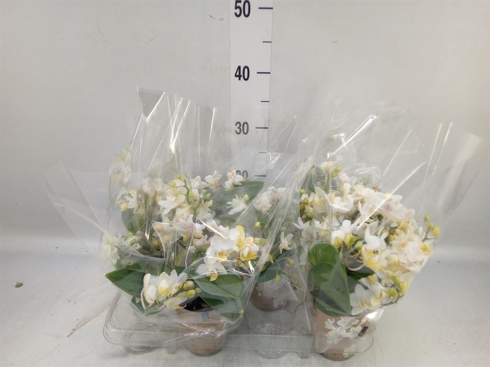 <h4>Phalaenopsis multi. 'Ant Nazare'</h4>