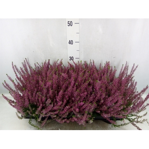 Calluna vulg. 'Garden G Amethyst'