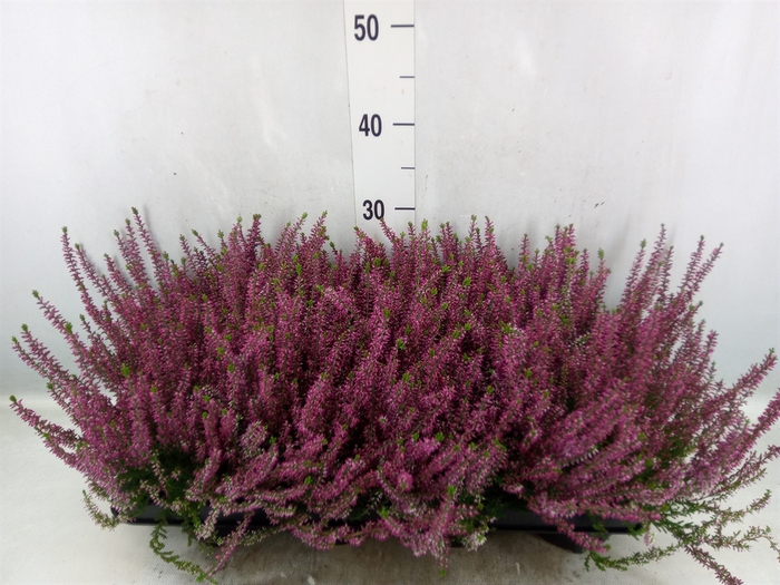 Calluna vulg. 'Garden G Amethyst'