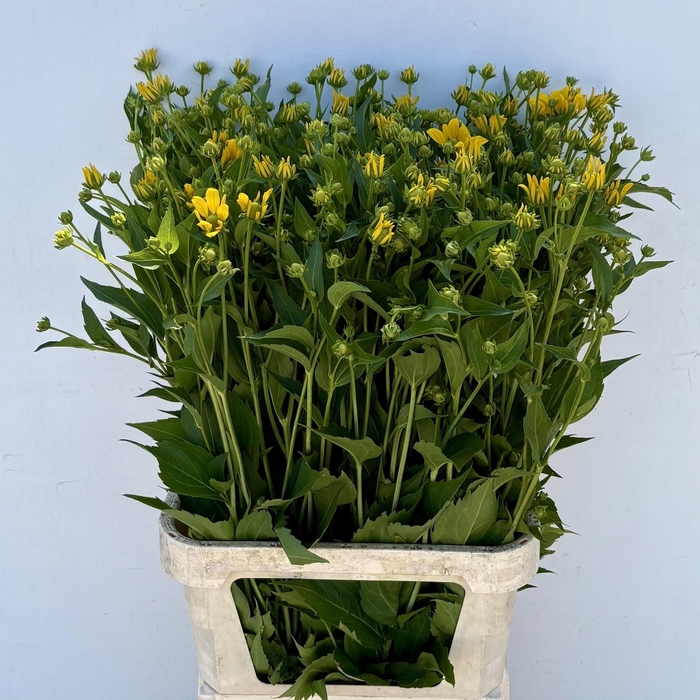 <h4>Rudbeckia Nitida</h4>