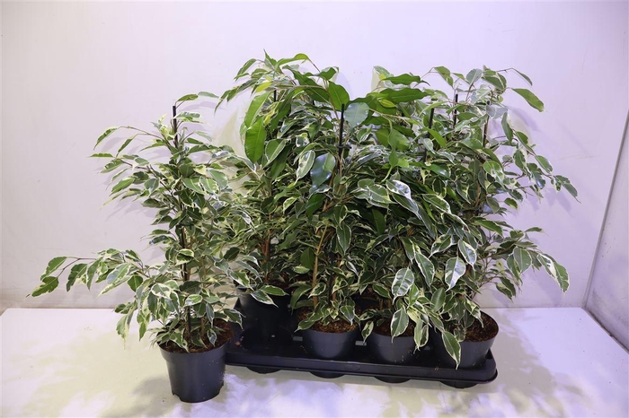 <h4>arr8 Fic Be Twilight</h4>